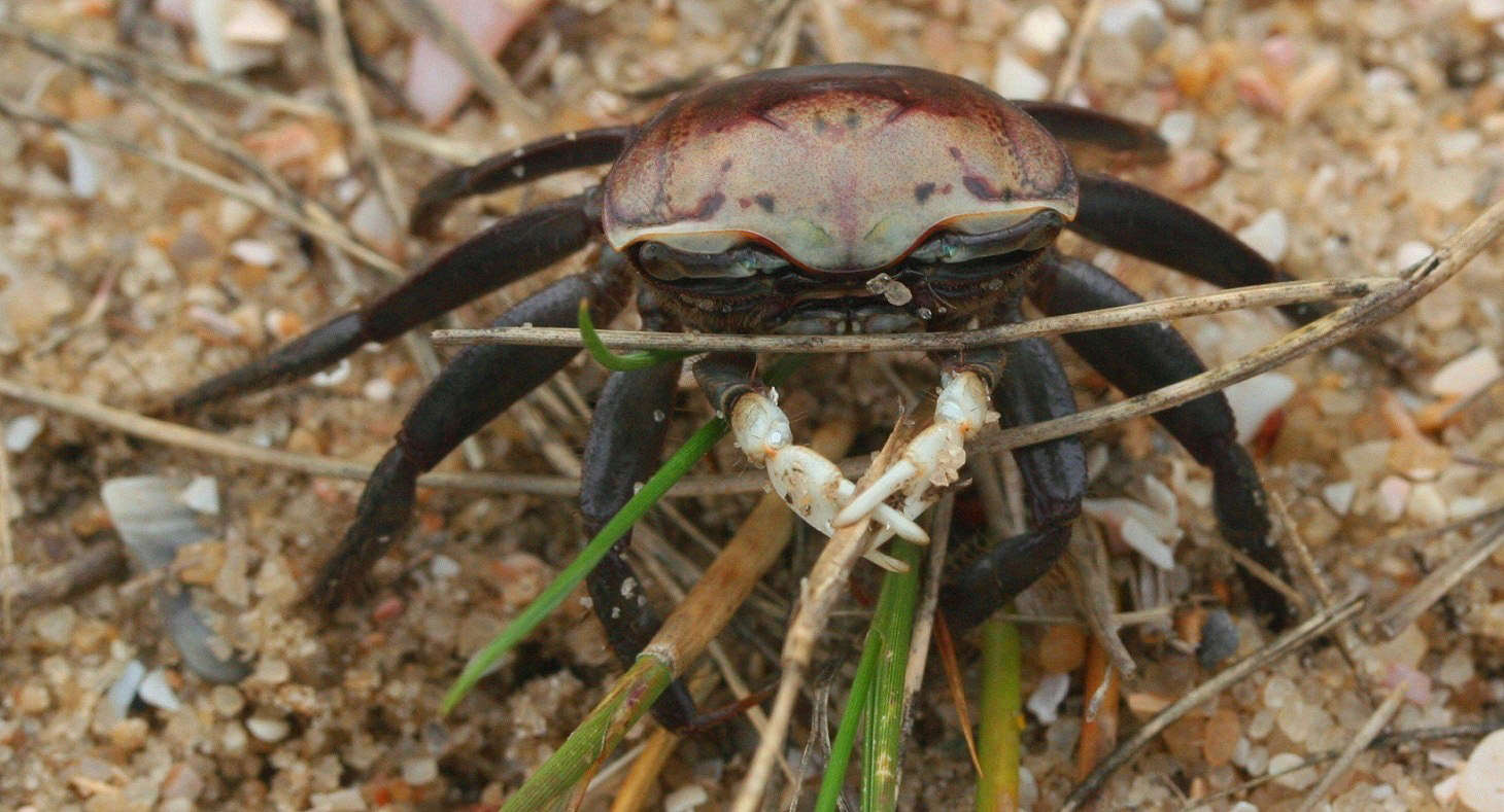 Crustaceans
